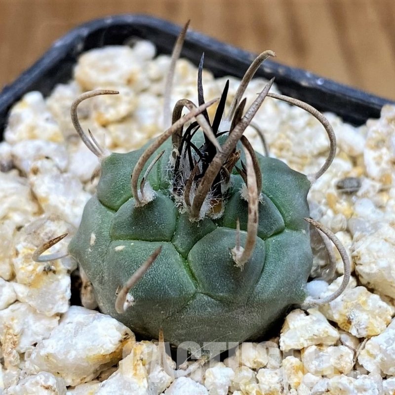 YAR32240 Turbinicarpus schwarzii TCG8002 -Charco Blanco-
