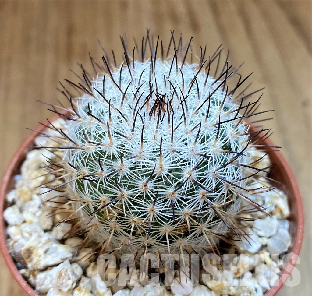 YAR32241 Mammillaria elegans - Image 2
