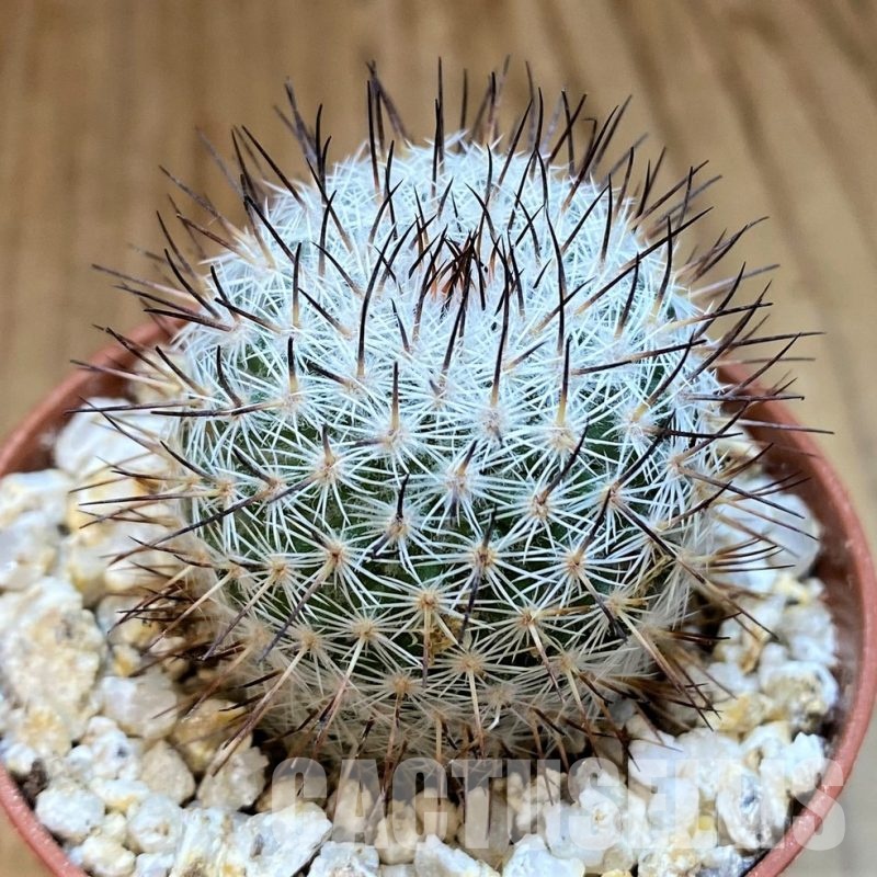 YAR32241 Mammillaria elegans