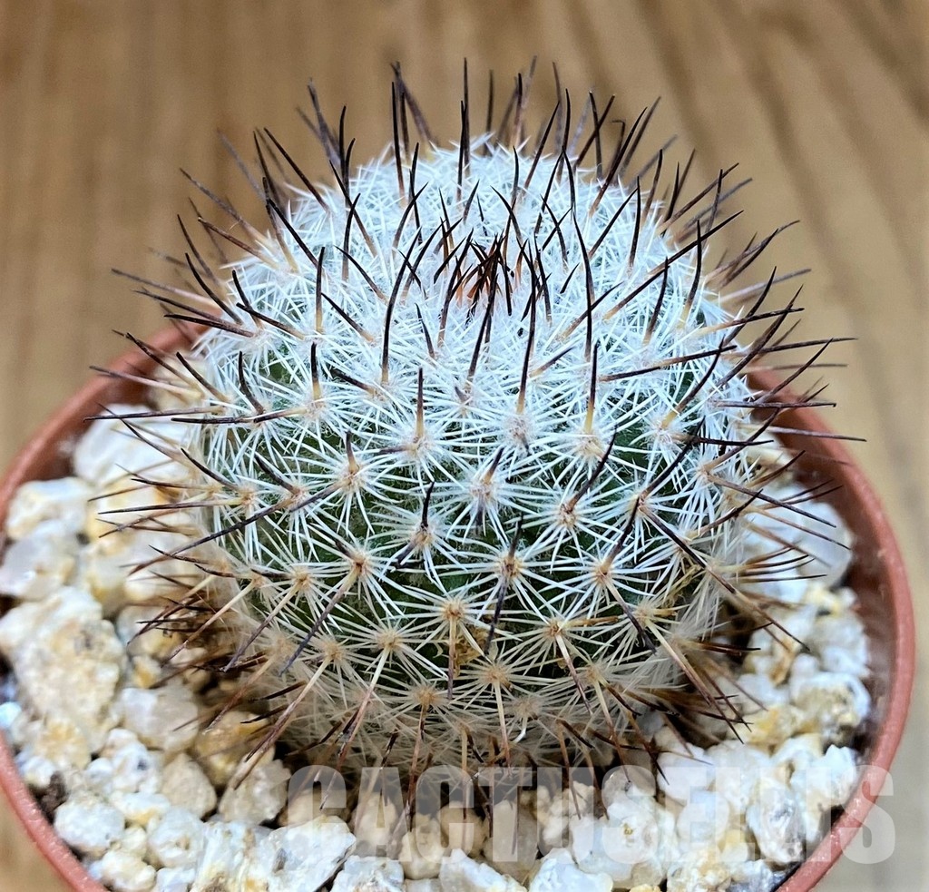 YAR32241 Mammillaria elegans