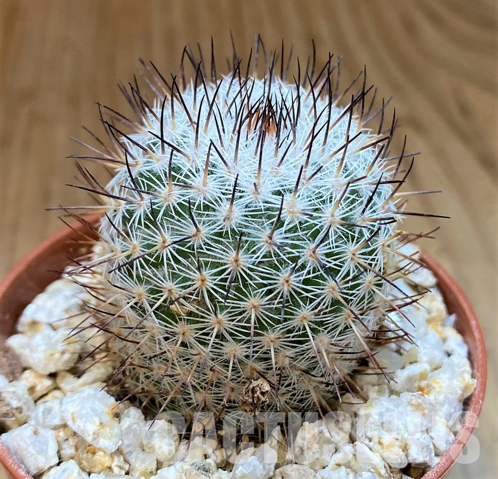 YAR32241 Mammillaria elegans - Image 3