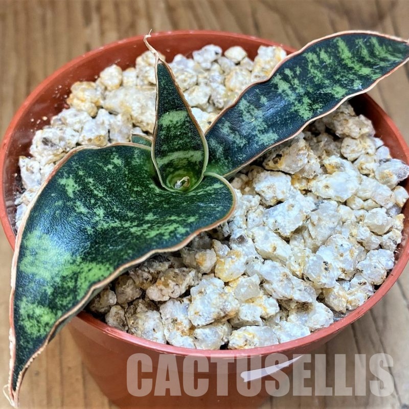 YAR32242 Sansevieria ‘Fischeri’ f. variegata