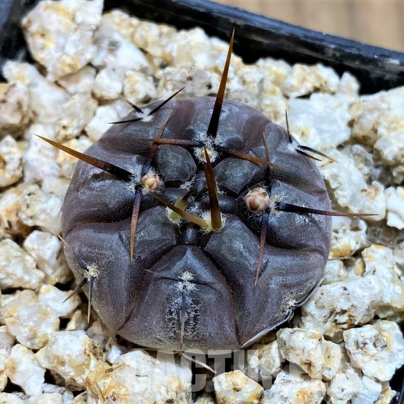 YAR32227 Gymnocalycium esperanzae VOS1791