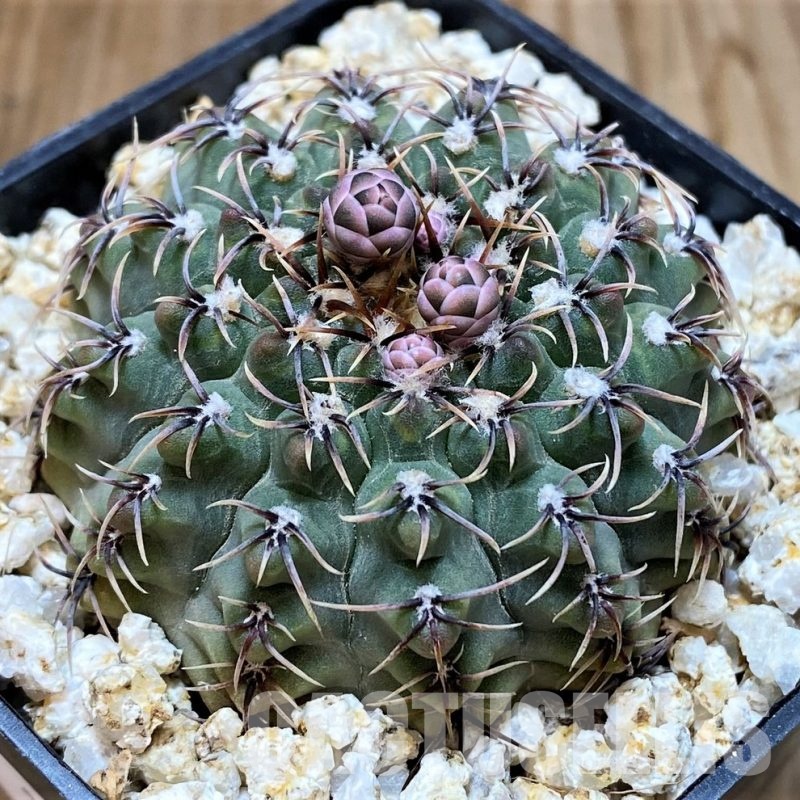 YAR32575 Gymnocalycium stellatum v. kleinianum VG263