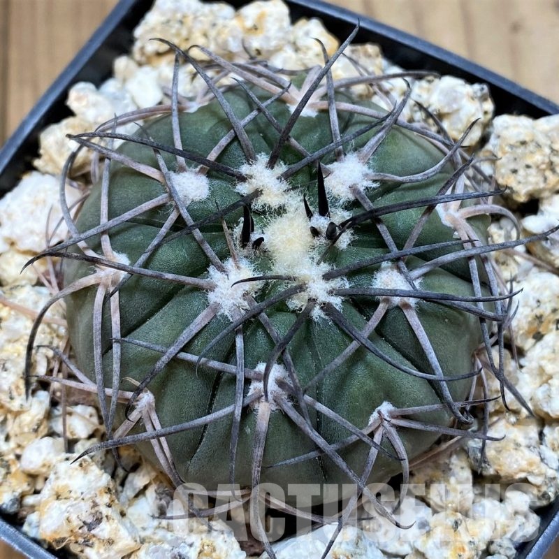 YAR32576 Gymnocalycium spegazzinii KPP2058