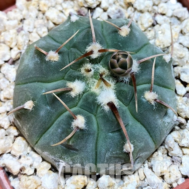 YAR32573 Gymnocalycium vatteri