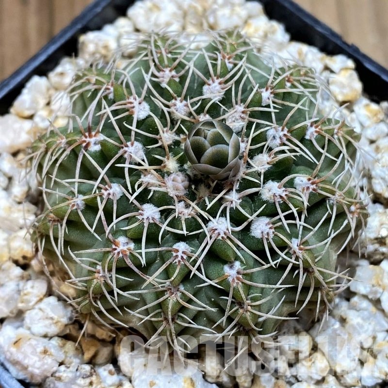 YAR32577 Gymnocalycium stellatum v. albispinum