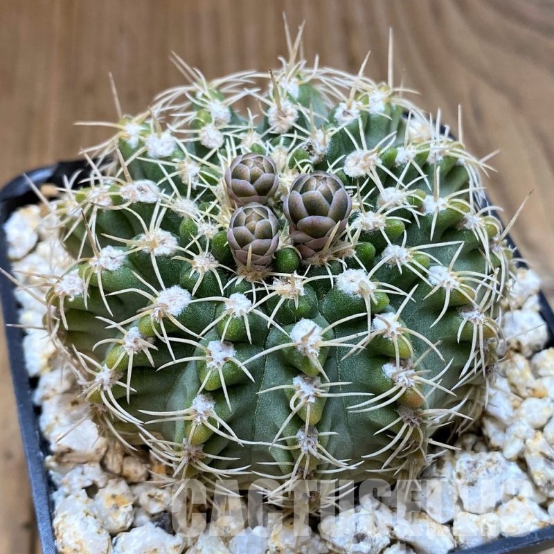 YAR32578 Gymnocalycium stellatum v. albispinum
