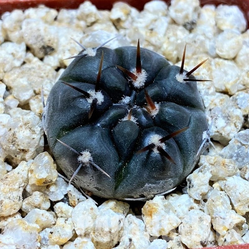 YAR32579 Gymnocalycium esperanzae VG1306
