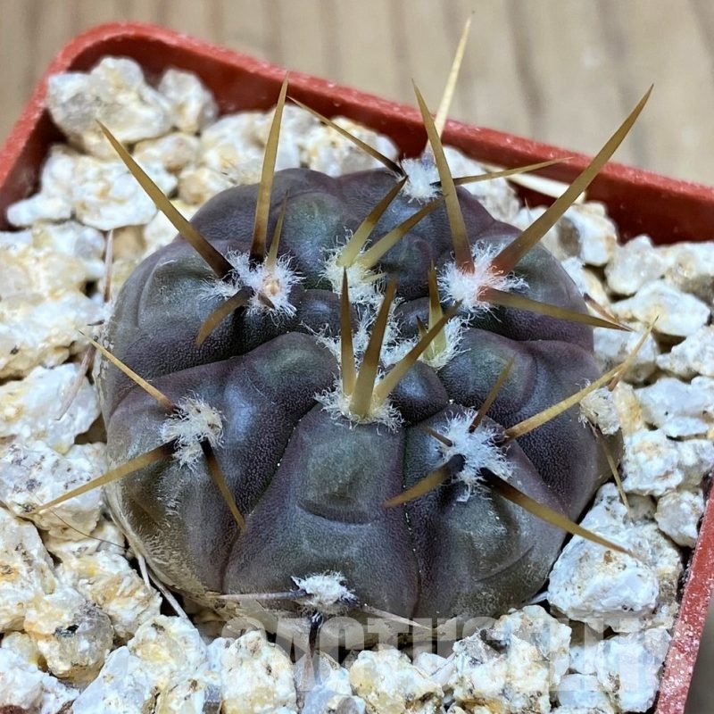 YAR32580 Gymnocalycium borthii ssp. nogolense VG684