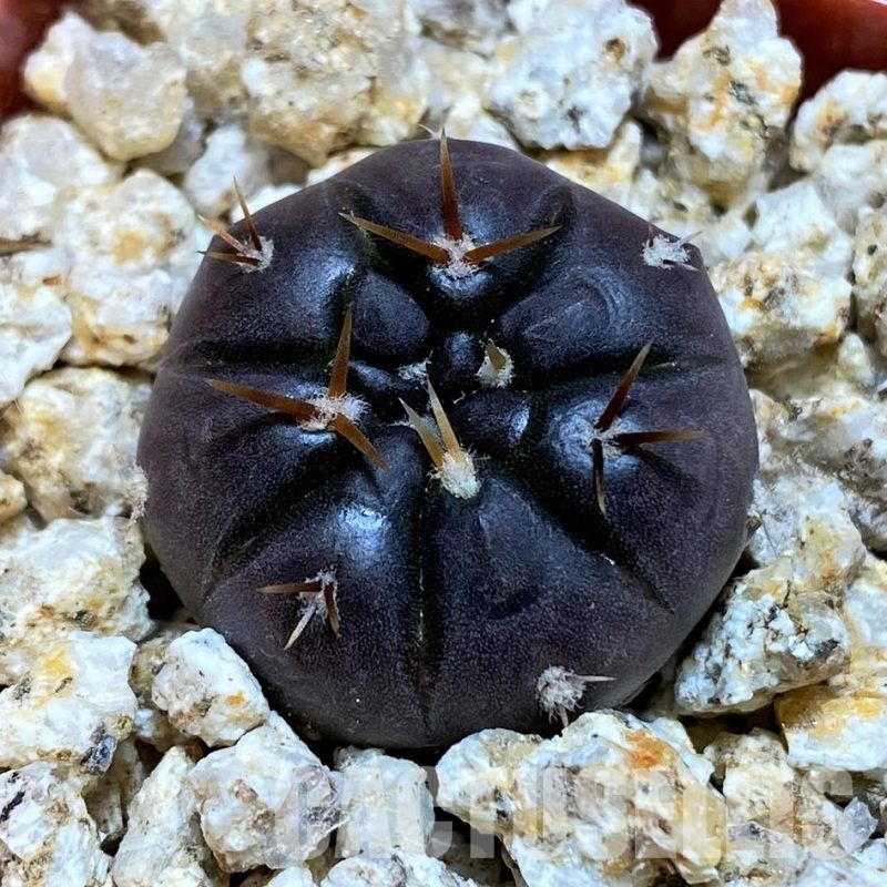 YAR32581 Gymnocalycium esperanzae VG1306
