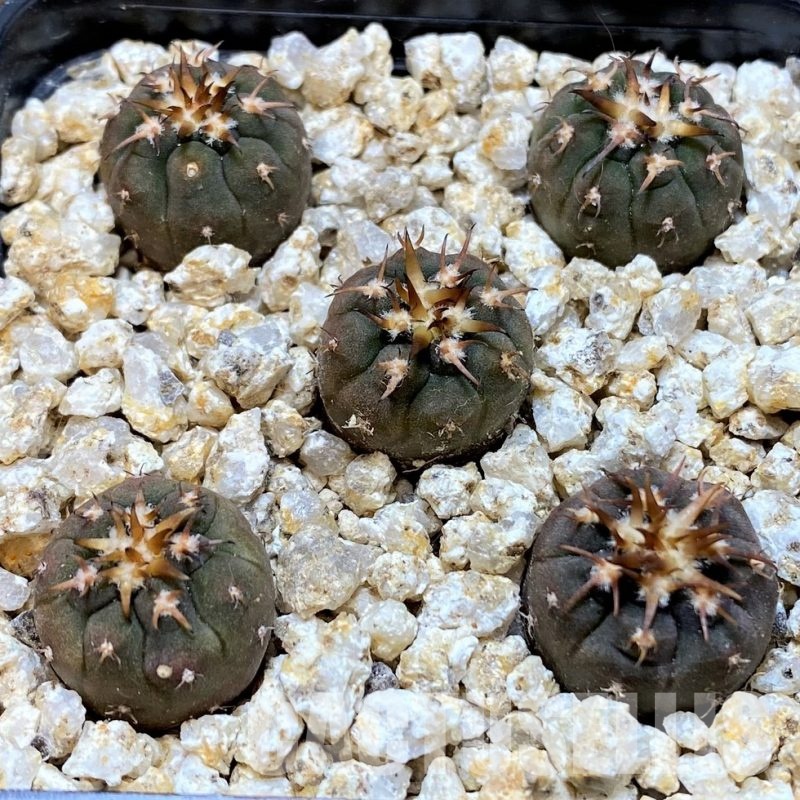 YAR32582 Gymnocalycium spegazzinii v. unguispinum selection claw spines, seedling