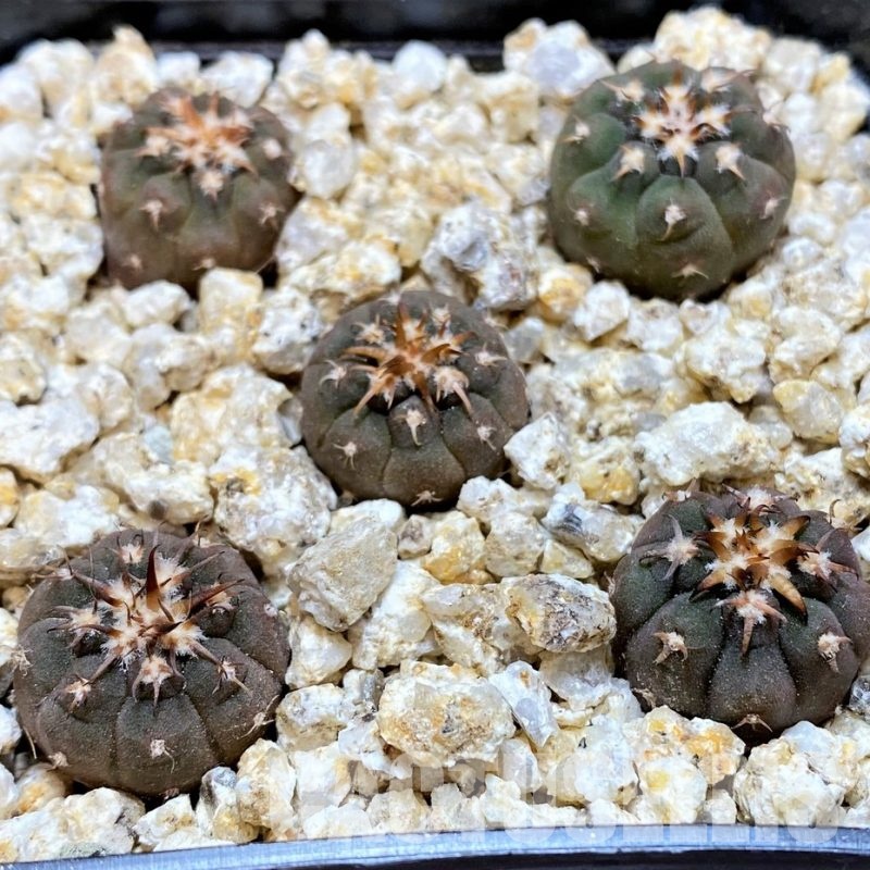YAR32583 Gymnocalycium spegazzinii v. unguispinum selection claw spines, seedling