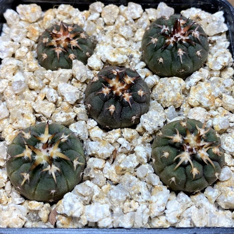 YAR32584 Gymnocalycium spegazzinii v. unguispinum selection claw spines, seedling