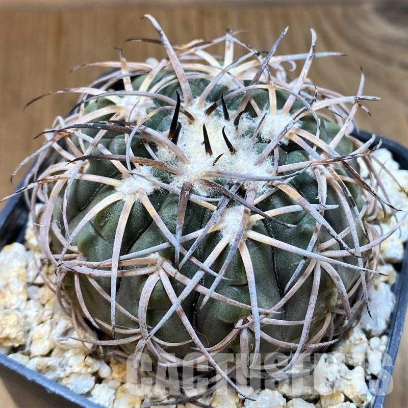 YAR32586 Gymnocalycium spegazzinii KP229