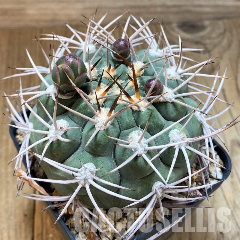 YAR32587 Gymnocalycium ambatoense KH376 -Hillapima Sierra-