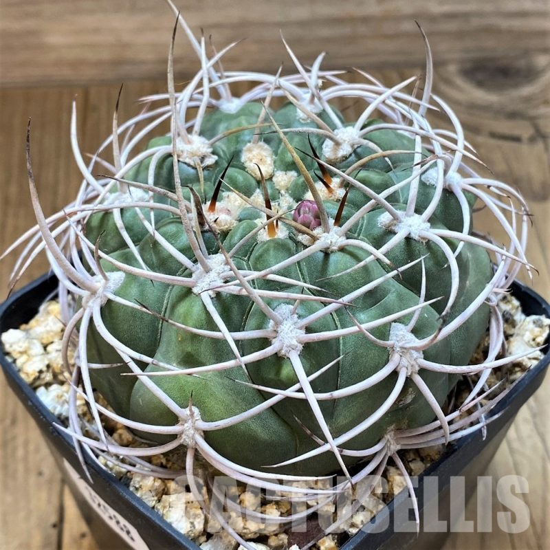 YAR32588 Gymnocalycium ambatoense KH376 -Hillapima Sierra-