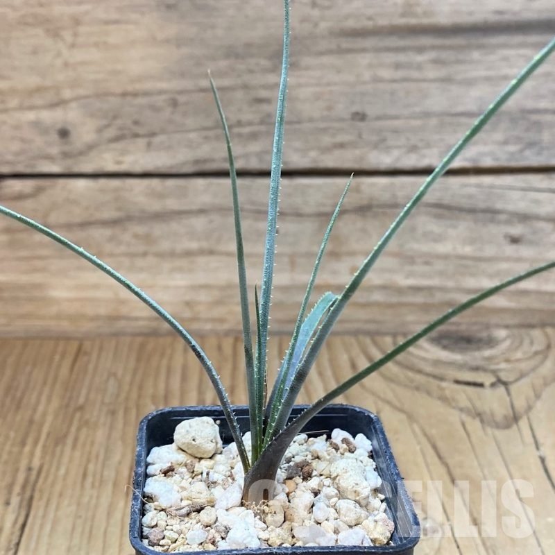 YAR32589 Aloe pronkii