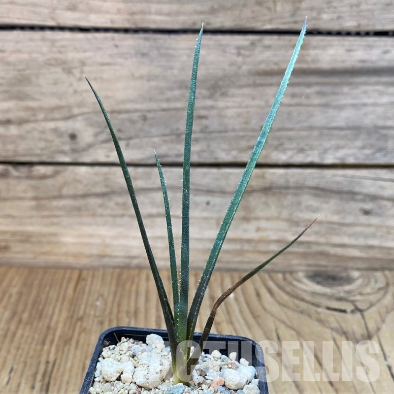 YAR32590 Aloe pronkii