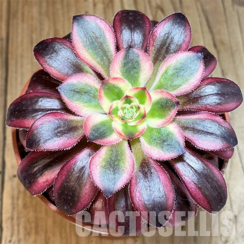 SH32827 Aeonium ‘Medusa’