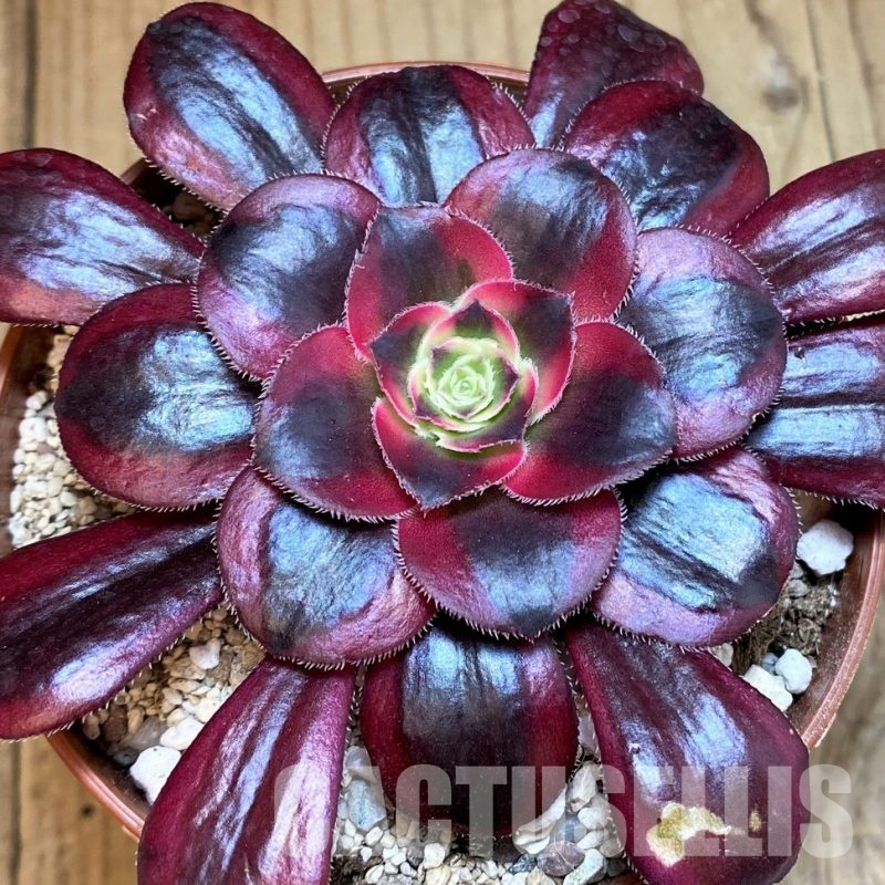 SH32828 Aeonium 'Chanel'