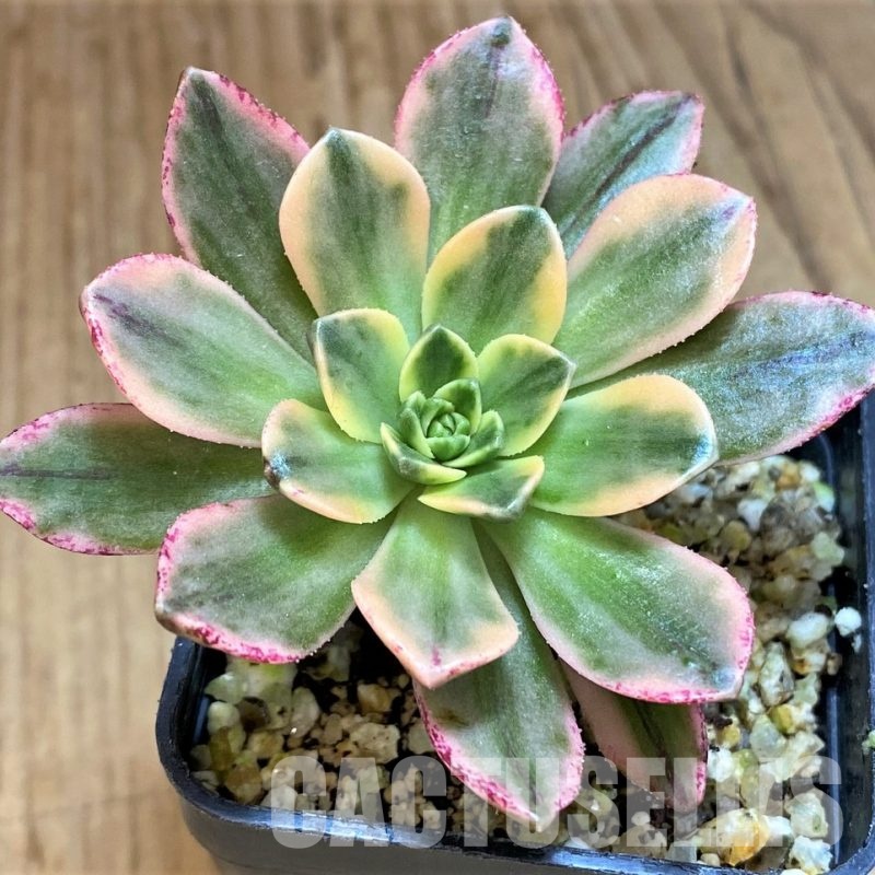 SH32829 Aeonium ‘Sweet Tea’