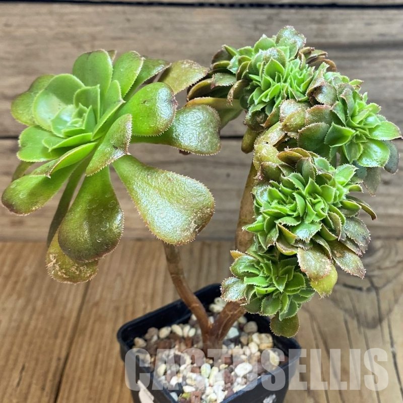 SH32830 Aeonium 'Halloween' f. cristata