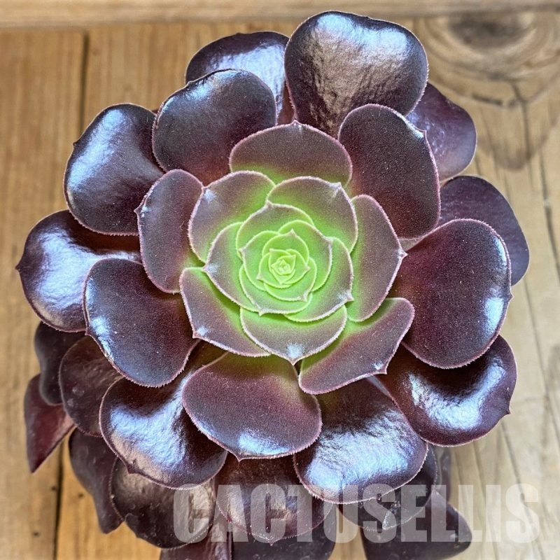SH32824 Aeonium 'Arboretum Velour'