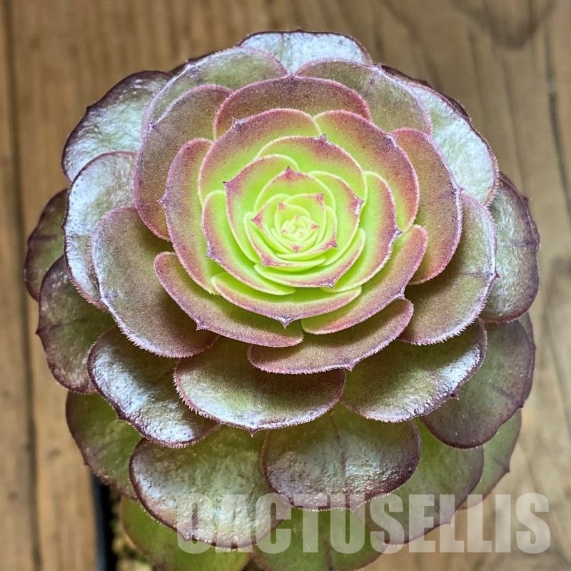 SH32831 Aeonium 'Madeira Rose'