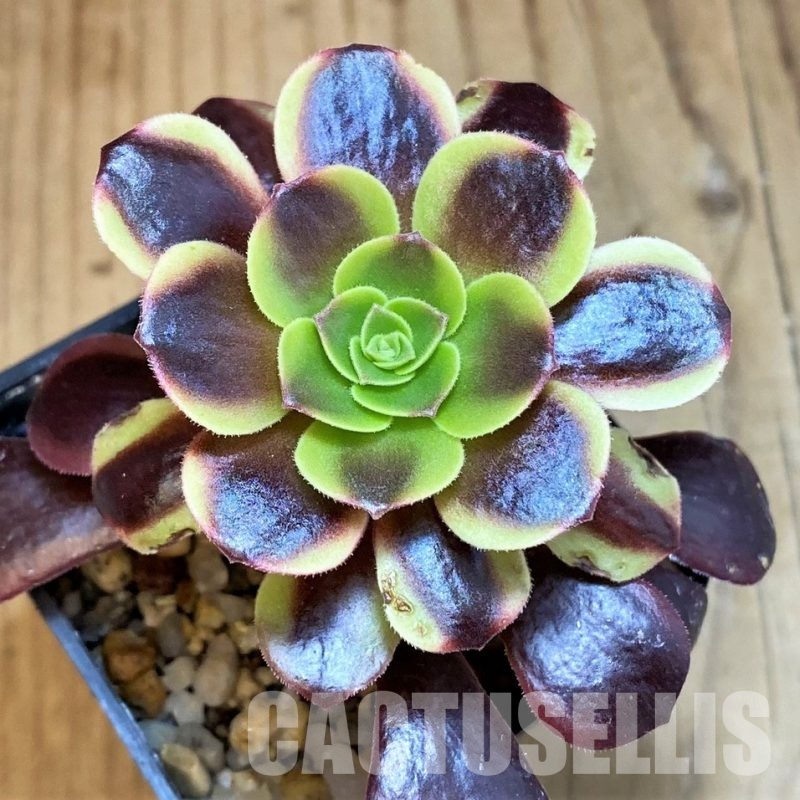 SH32832 Aeonium 'Superbang'