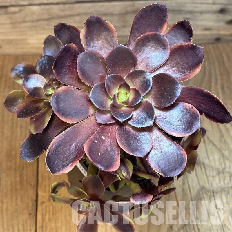 SH32833 Aeonium ‘Superbang’