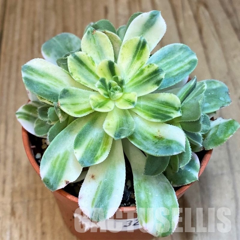 SH32834 Aeonium castello