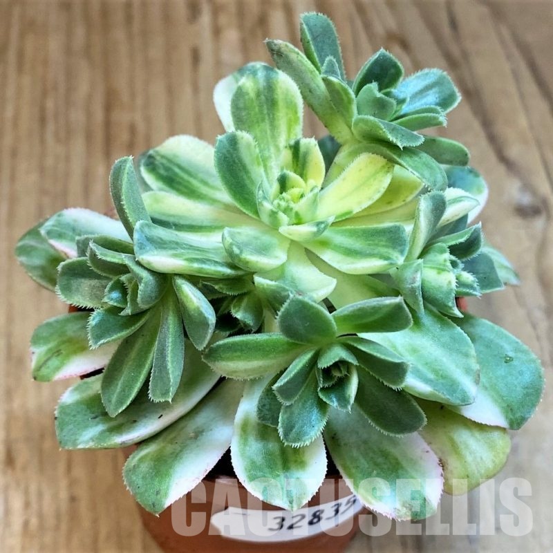 SH32835 Aeonium castello