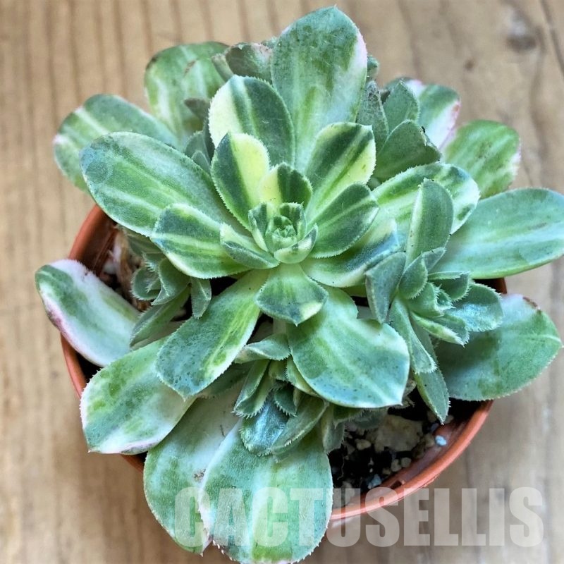 SH32836 Aeonium castello