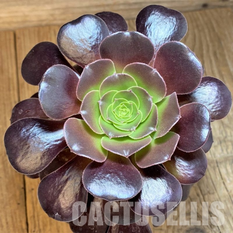 SH32825 Aeonium 'Arboretum Velour'