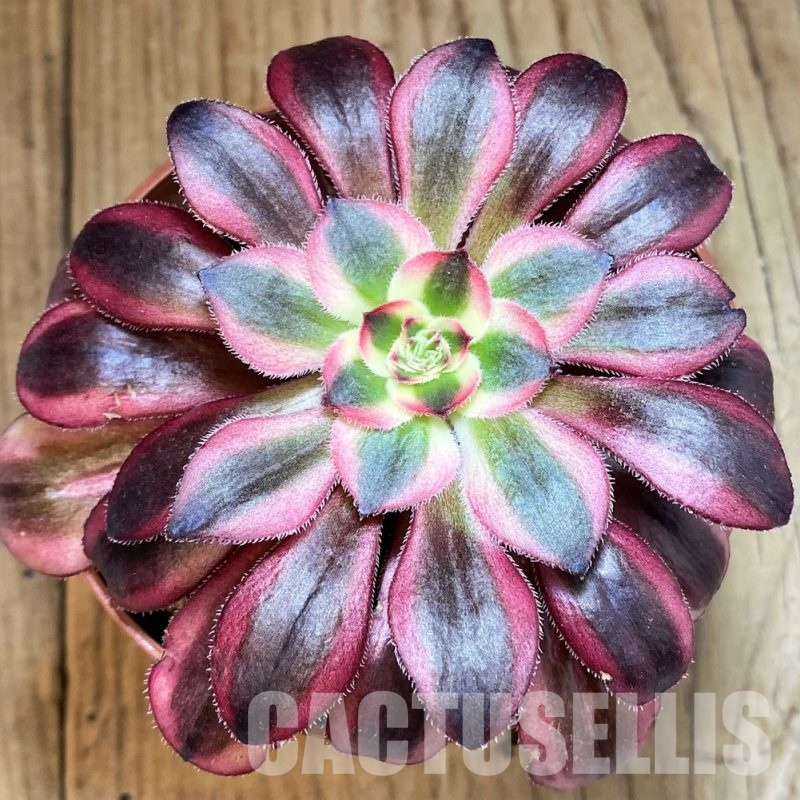 SH32826 Aeonium ‘Medusa’