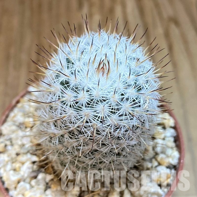 YAR32925 Mammillaria elegans