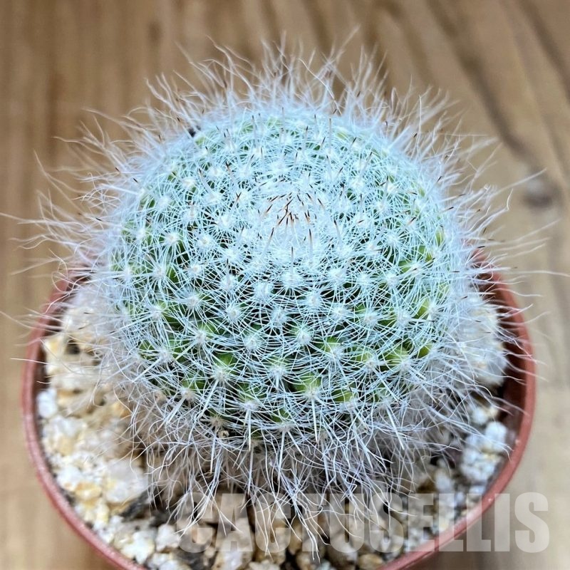 YAR32926 Mammillaria hahniana