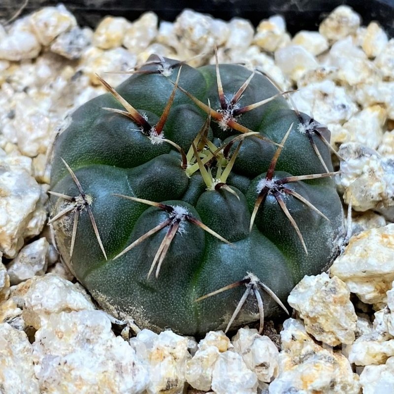 YAR32927 Gymnocalycium robustum VG345