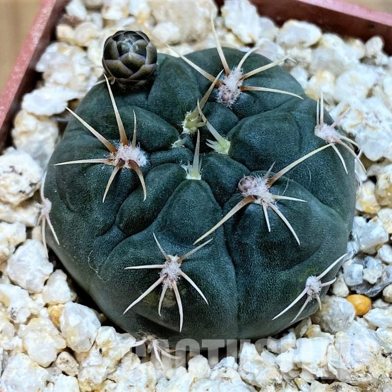 YAR32928 Gymnocalycium baldianum VG185