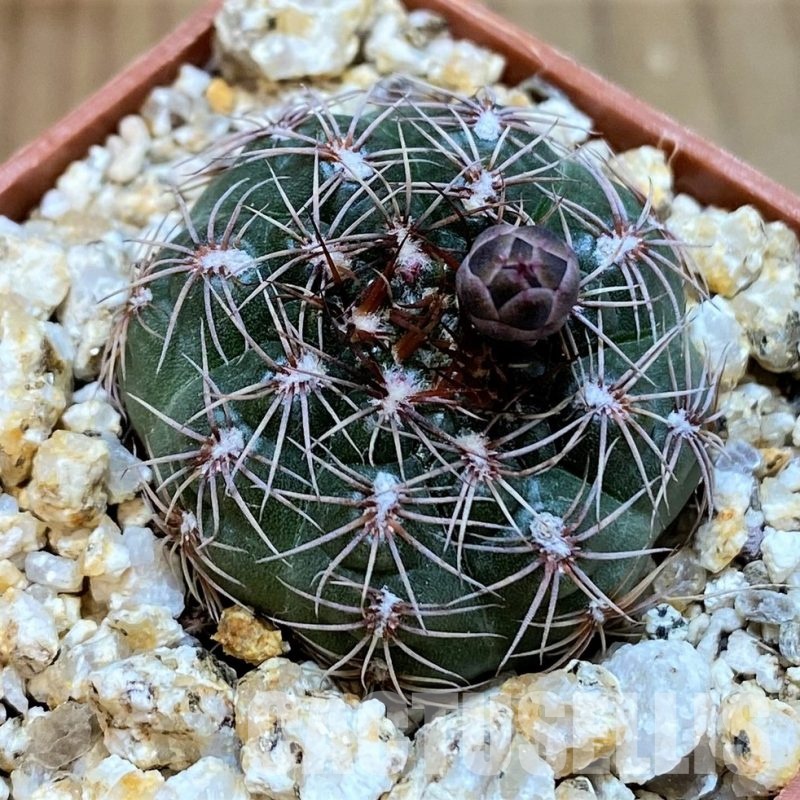 YAR32929 Gymnocalycium mesopotamicum P241