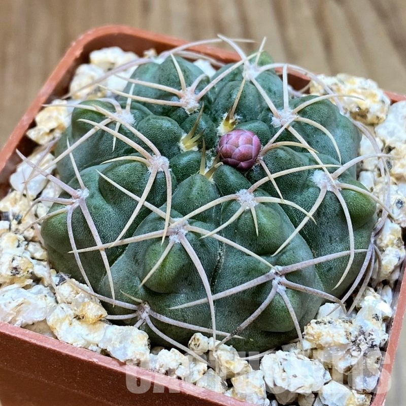 YAR32930 Gymnocalycium ritterianum VG675