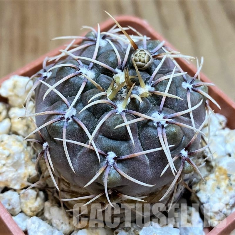 YAR32931 Gymnocalycium kieslingii v. castaneum P220