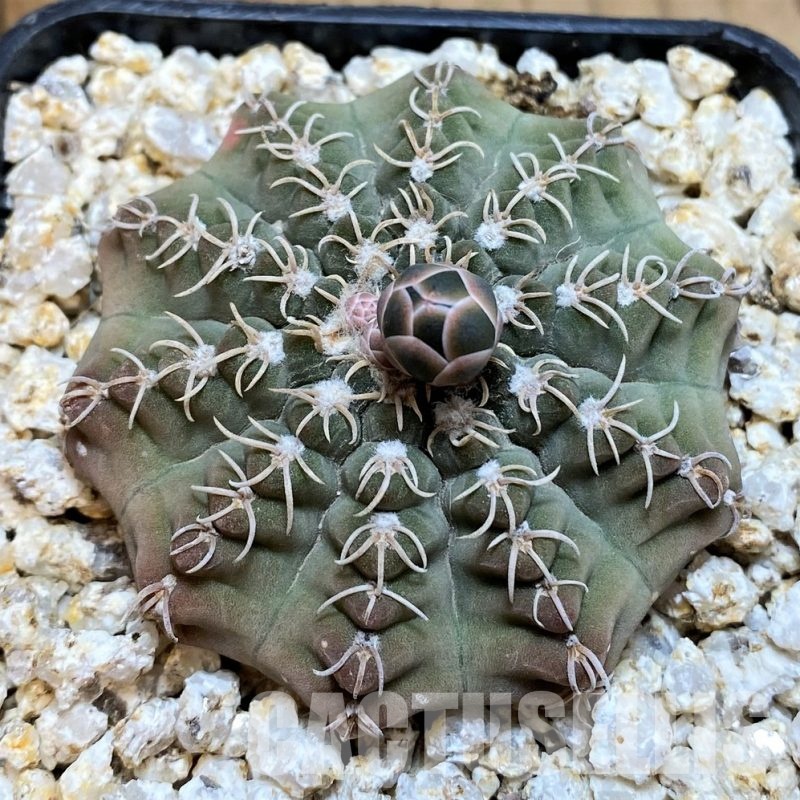 YAR32932 Gymnocalycium stellatum v. kleinianum VG271