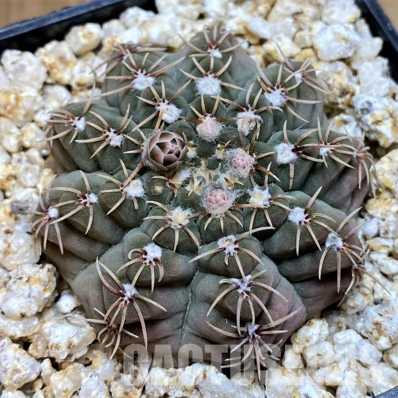 YAR32933 Gymnocalycium stellatum STO88-116/171
