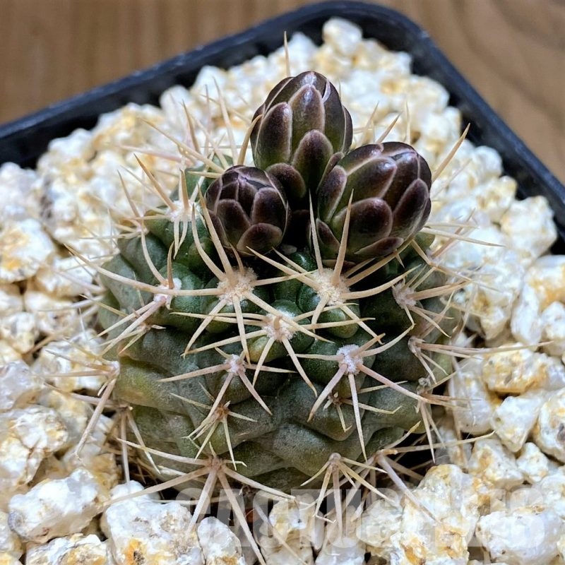 YAR32935 Gymnocalycium neuhuberi GN89-77/357