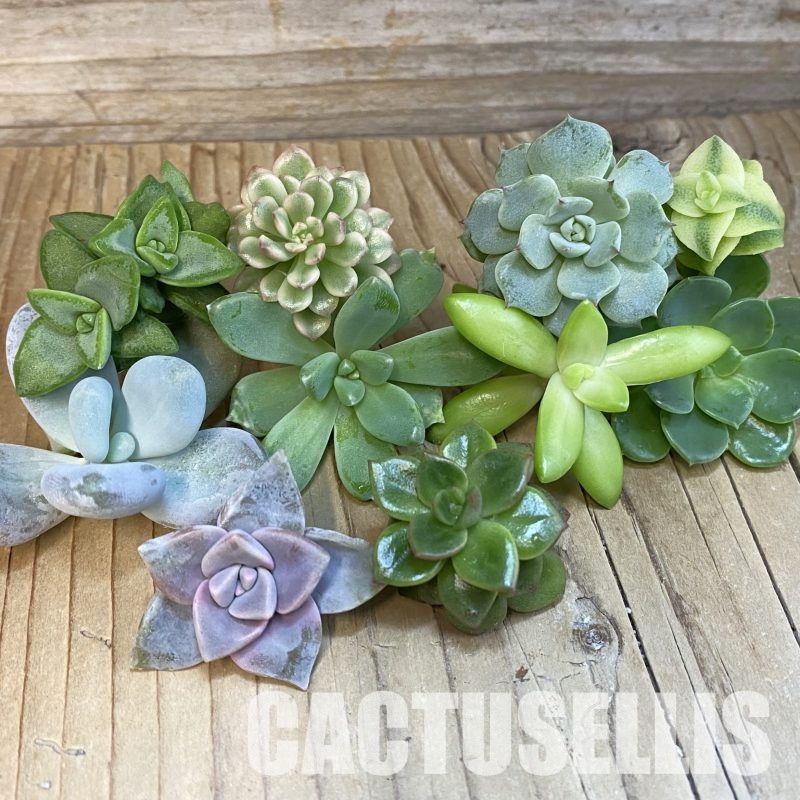 SH31851 Succulents mix, cuted