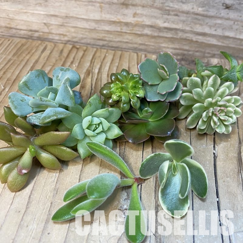 SH31852 Succulents mix, cuted