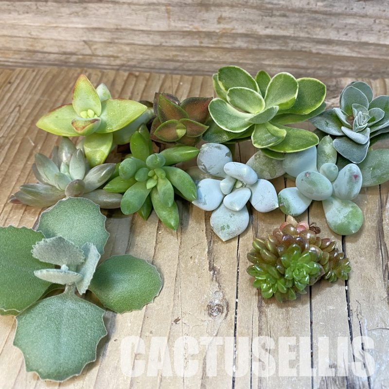 SH31853 Succulents mix, cuted