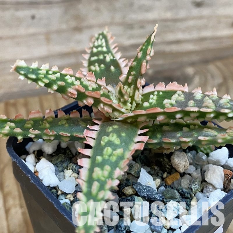 SH32021 Aloe TCT hybrid